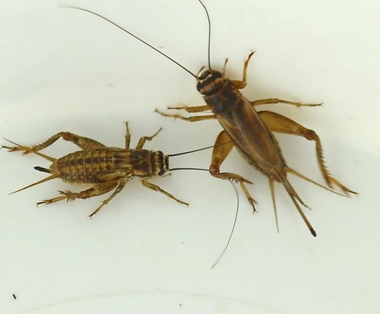 European house crickets- young and old.jpg
