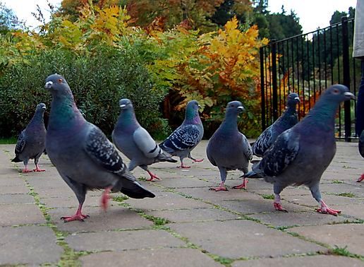pigeons-in-the-park.jpg